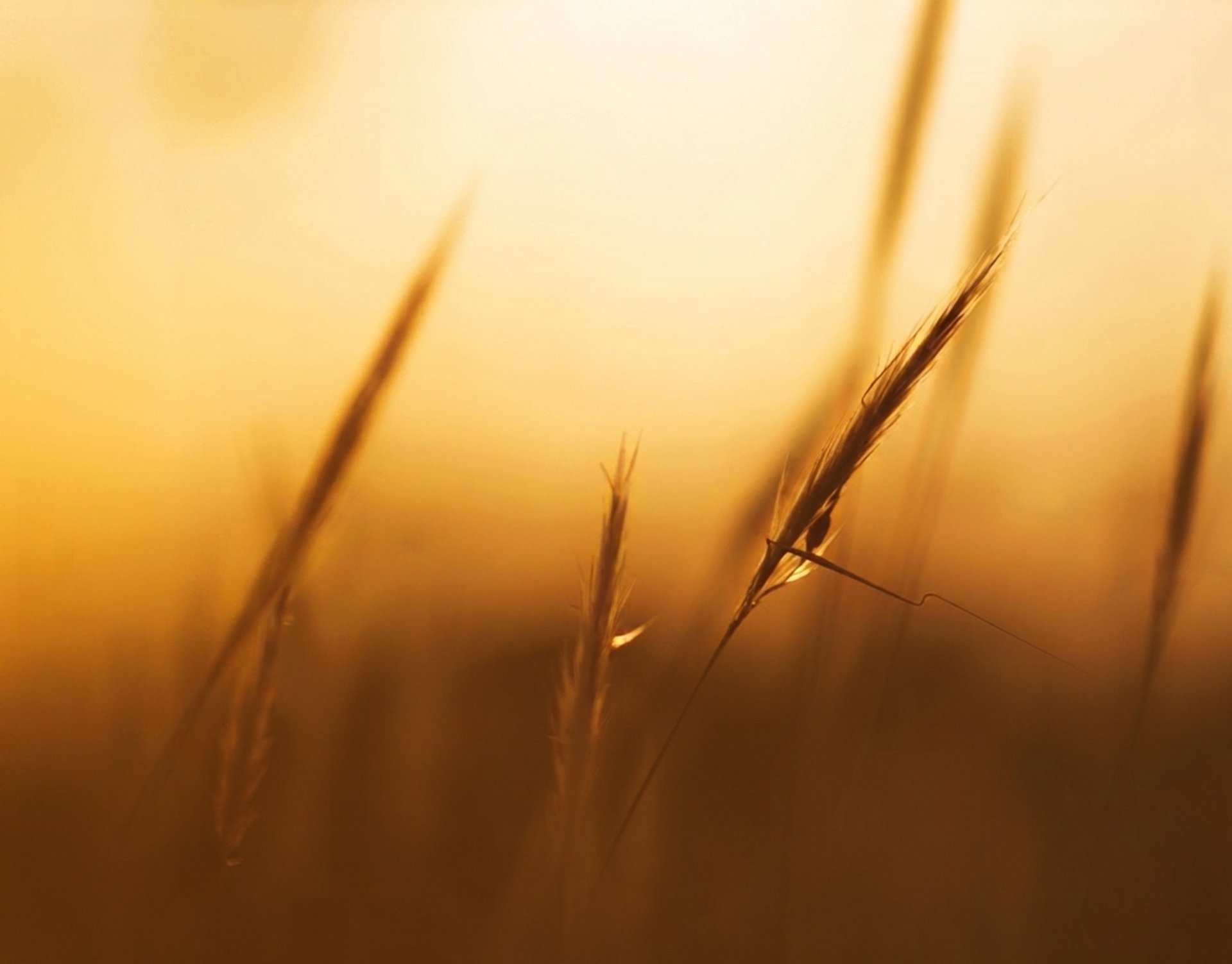 Backlit wheat stalks glowing gold in soft evening light